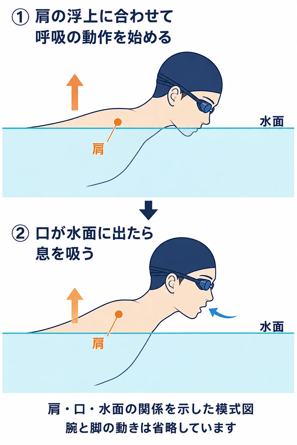 バタフライの呼吸を2コマで示した模式図。肩と上半身の浮上に合わせて顔を出し、口が水面から出たら息を吸う。